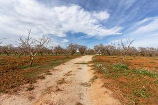 Finca rústica a Padul. Almendros en produccion