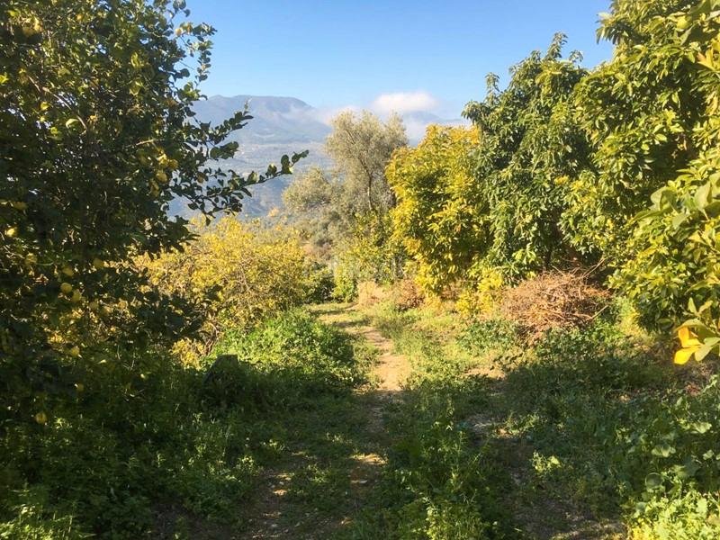 Foto 2de1fee8-5699-495b-9380-a78a011099f8. Finca rústica a Lecrín