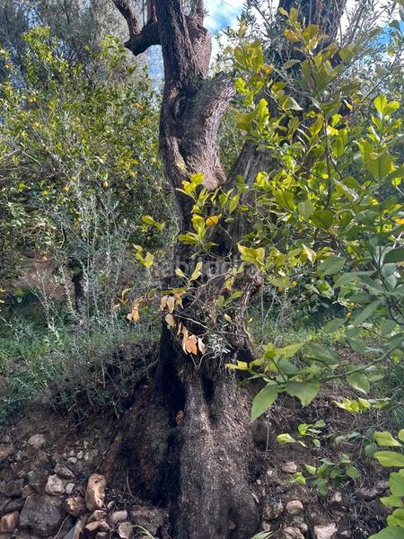 Foto 4fe6e7dc-8f07-4127-a88d-9955485ea33f. Finca rústica a Lecrín