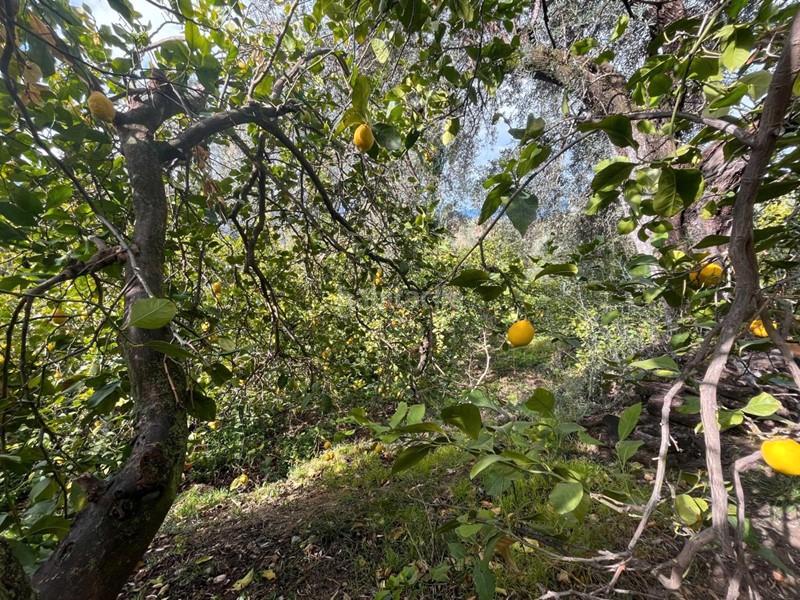 Foto 585b17cf-f125-47f8-9968-d509309bcde8. Finca rústica a Lecrín