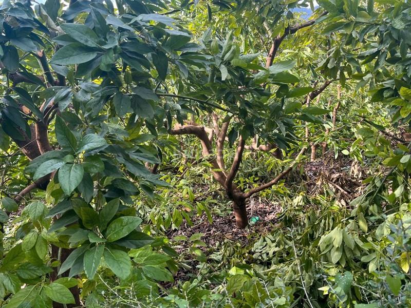 Foto cc0bb17c-2564-4ca8-b85b-2756988b28f1. Finca rústica a Lecrín