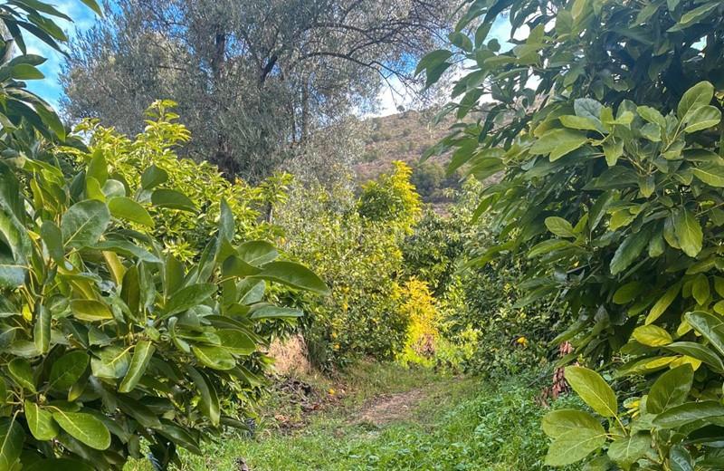 Foto f3f7c3df-fa7b-4019-a6c9-4283716c8eae. Finca rústica a Lecrín