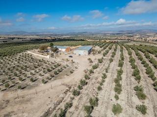 Rural plot in Alamedilla. Se vende espectacular finca productiva