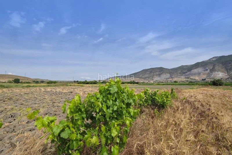 Foto c0ed0f21-5bb8-48a8-906a-3281e2dd528f. Finca rústica a Albolote