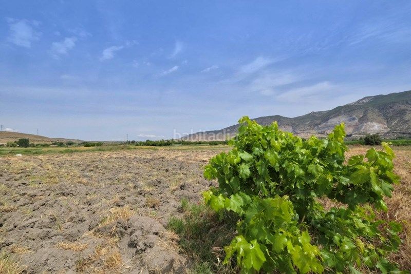Foto e5ce69b1-9733-4508-bfce-3c1d1397c02a. Finca rústica a Albolote