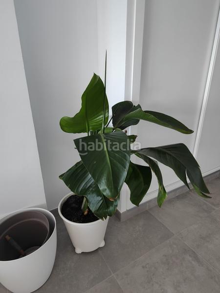 Foto d917766a-5629-477c-82c3-4158c4ce13fa. Lloguer apartament a de velilla 48 a Velilla - Velilla Taramay Almuñécar