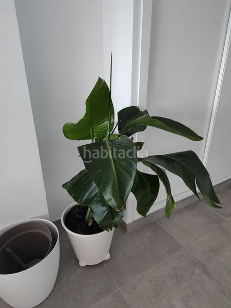 Foto 4122def8-9f8c-4843-983f-5a90a98c5321. Affitto appartamento in paseo de velilla 48 in Velilla - Velilla Taramay Almuñécar
