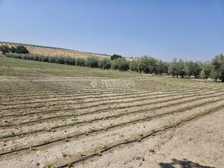Rural plot  Huertas la alcantarilla llano franco. Terrenos en venta en cabra