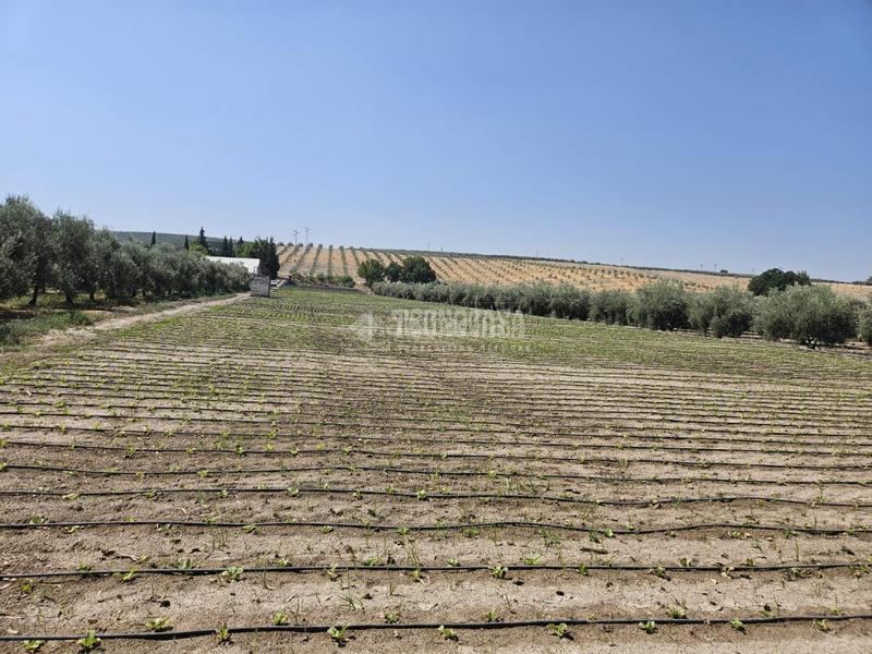 Foto 4f2c423f-0a57-408b-adcc-0273156fcae3. Rural plot in Cabra