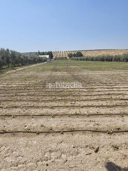 Foto 62507a74-8aab-4091-ac52-3179e47bfc4c. Rural plot in Cabra