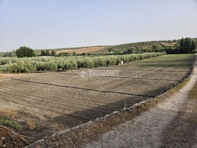 Foto 73b03f0c-3354-4360-b2a9-d418434862f4. Rural plot in Cabra