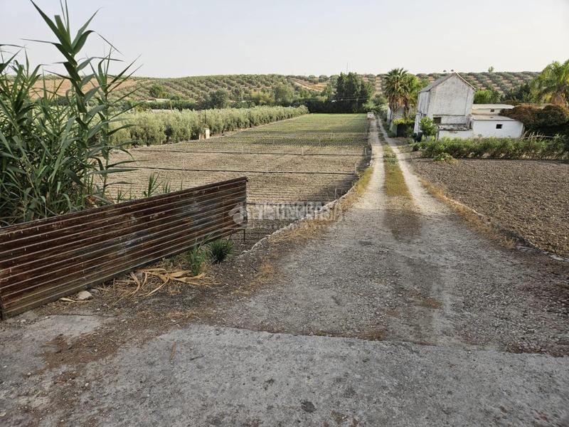 Foto 9f1ee56d-64bb-4e1b-a133-fee41d386261. Rural plot in Cabra