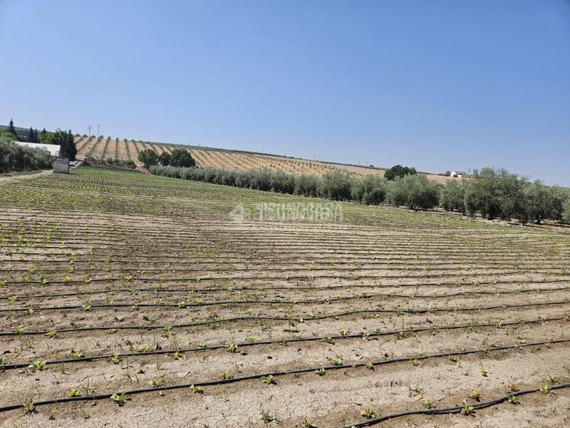 Foto b2ddd110-7a5b-4953-8480-1a568b79b35d. Rural plot in Cabra