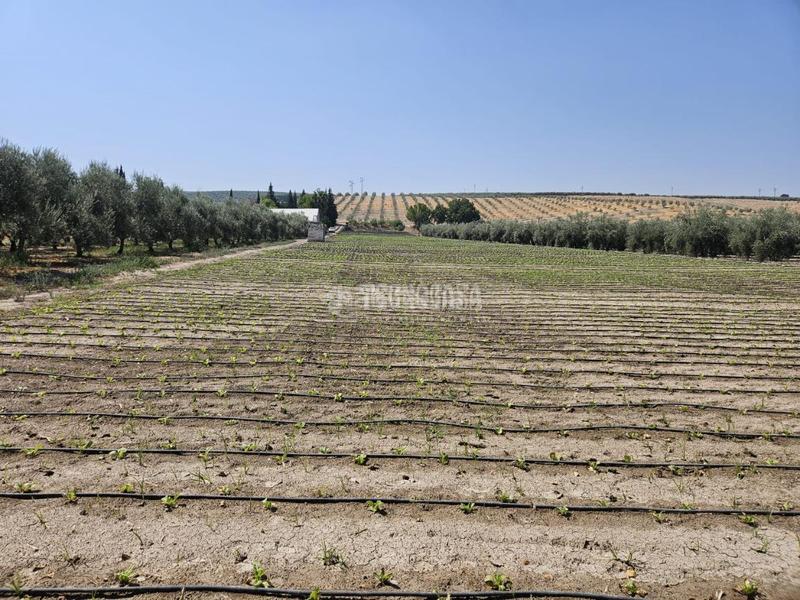 Foto b9556b75-a72a-45b8-b568-6d360c0204d8. Rural plot in Cabra