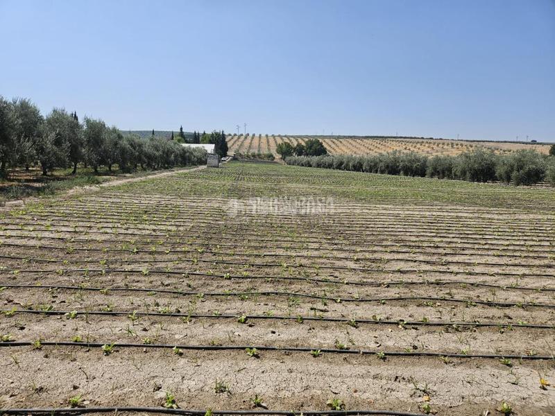 Foto c3e1208b-c5d2-4ff8-9a74-5713ccabd41b. Rural plot in Cabra