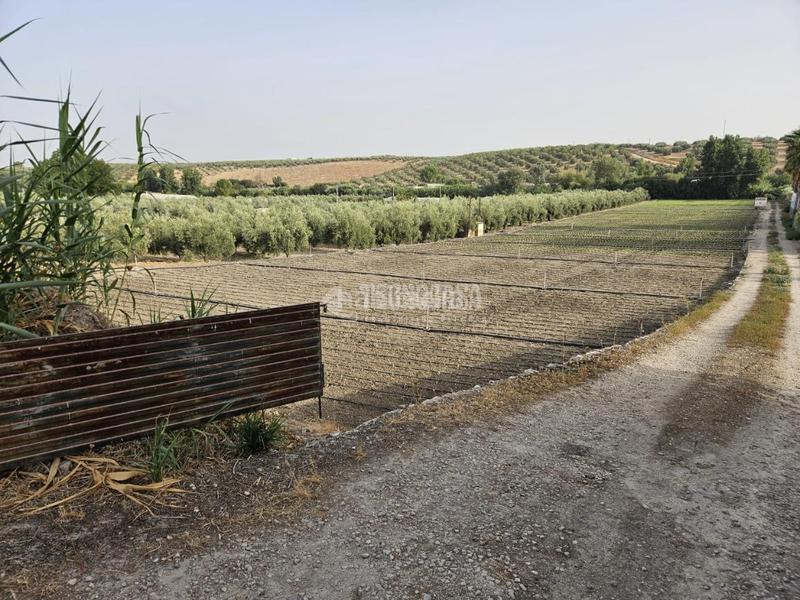 Foto c81f76fc-bfb1-432c-9717-a1a54a05fcf5. Rural plot in Cabra