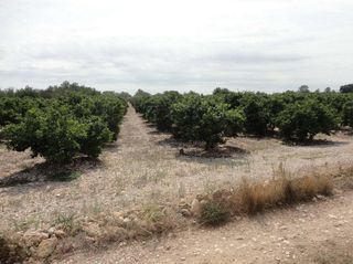 Landgut in Traiguera