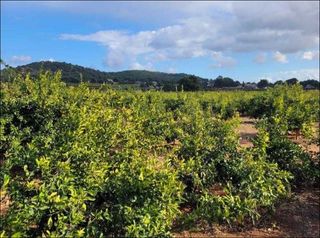 Finca rústica a La Loma-Las Lomas