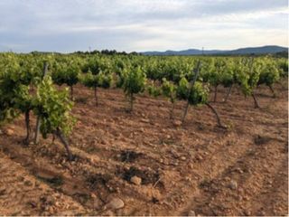 Finca rústica a Requena