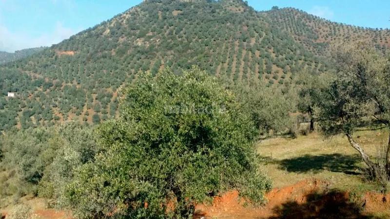 Foto 921cf7ba-f607-4b92-8103-42bc57347c3f. Fondo rustico in Obejo