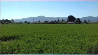 Finca rústica  Carretera de beniajan. Murcia (murcia). "okupado" (no se puede visitar ni hipotecar).
