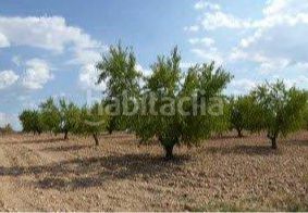 Foto 248b2a85-4c1a-4425-a1bb-21883e25677f. Finca rústica a Requena