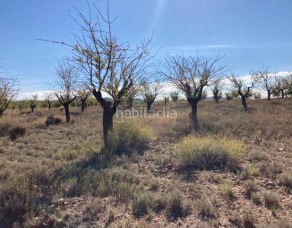 Foto 543f576f-2221-4b9a-a961-2e74c9b1c9e9. Finca rústica a Requena