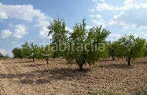 Foto c41119bb-a334-4dd9-9cd0-383b5532381f. Finca rústica a Requena