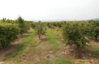 Rural plot  N/a. Massalcoreig (lérida). polígono 6.