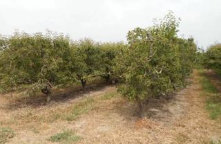 Rural plot  N/a. Massalcoreig (lérida). polígono 6.