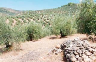 Finca rústica  N/a. Beas de segura (jaén). paraje cerro moreno (polígono 47).