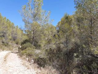 Finca rústica a Tivissa. Tivissa (tarragona). paraje murtera.