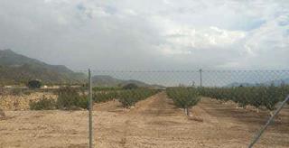 Finca rústica a Abarán. Abarán (murcia). paraje los vergeles.