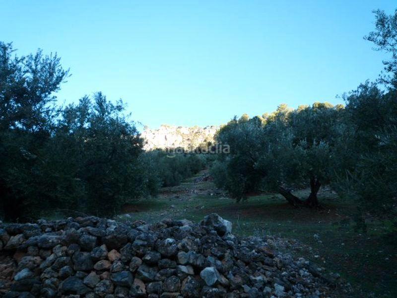 Foto 1183c810-1be9-4d74-9988-e14cc4b3a62c. Finca rústica (jaén). paraje la muela. polígono 36. en Villacarrillo