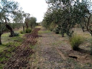 Finca rústica  N/a. Arahal (sevilla). paraje montefrange y molinilla. polígono 5.