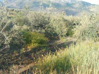 Rural plot in Priego de Córdoba. Priego de córdoba (córdoba).