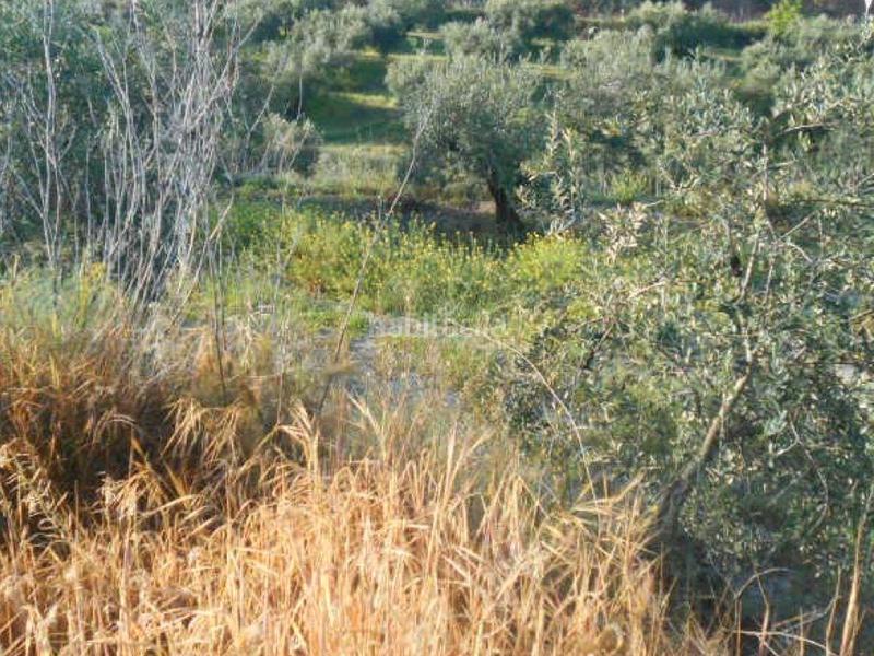 Foto a28c26fd-fa66-4a09-88d9-8b64edf793ca. Finca rústica a Priego de Córdoba