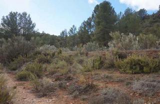 Finca rústica a Elche de la Sierra. Elche de la sierra (albacete). paraje corral de madera.