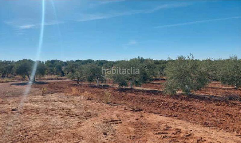 Foto 2053849d-1f66-44b4-8551-52fa48fdc559. Finca rústica a Arahal