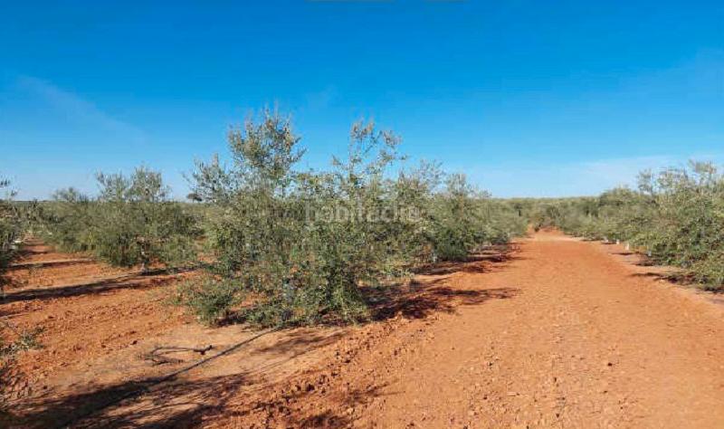 Foto 4084f973-5967-4746-a8aa-d6db02d35842. Finca rústica a Arahal