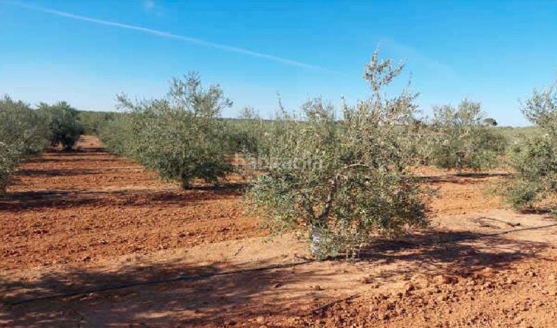 Foto 6de6f6bc-e5d0-4b37-9c59-b1b97faf59c1. Finca rústica a Arahal