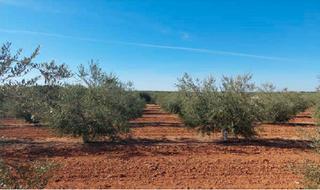 Propriété à Arahal. Arahal (sevilla). paraje pago redondo.