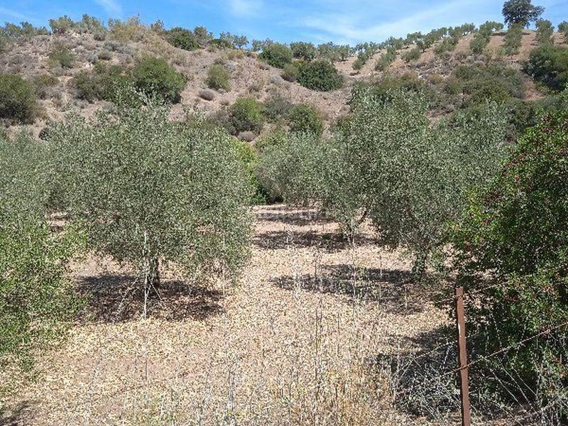Foto 811b5a51-6fca-43db-a433-b827f8b81902. Finca rústica (sevilla). en Morón de la Frontera