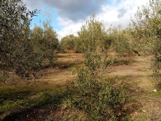 Finca rústica a Arahal