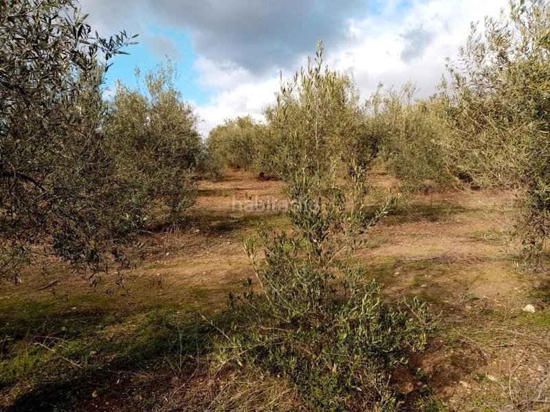 Foto 0392d947-a42a-4a9a-9ca6-b816de70041e. Finca rústica (sevilla). paraje "montefrange y molinilla ". polígono 5 en Arahal