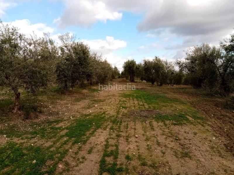 Foto 3a023073-a0b4-497e-a9a7-29f1b113ec74. Finca rústica (sevilla). paraje "montefrange y molinilla ". polígono 5 en Arahal