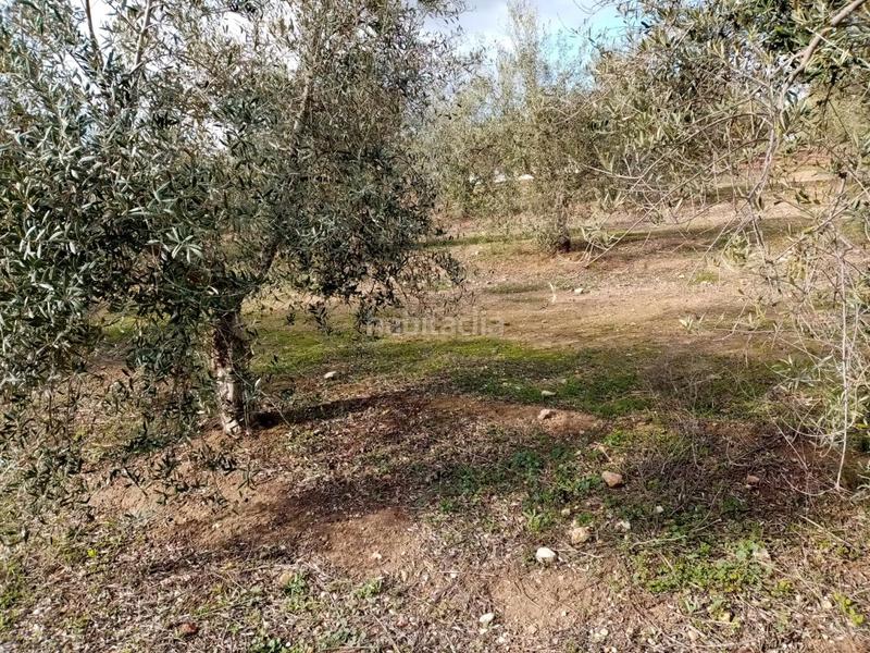 Foto 400b496b-9711-4769-88cf-9c325ea09154. Finca rústica (sevilla). paraje "montefrange y molinilla ". polígono 5 en Arahal