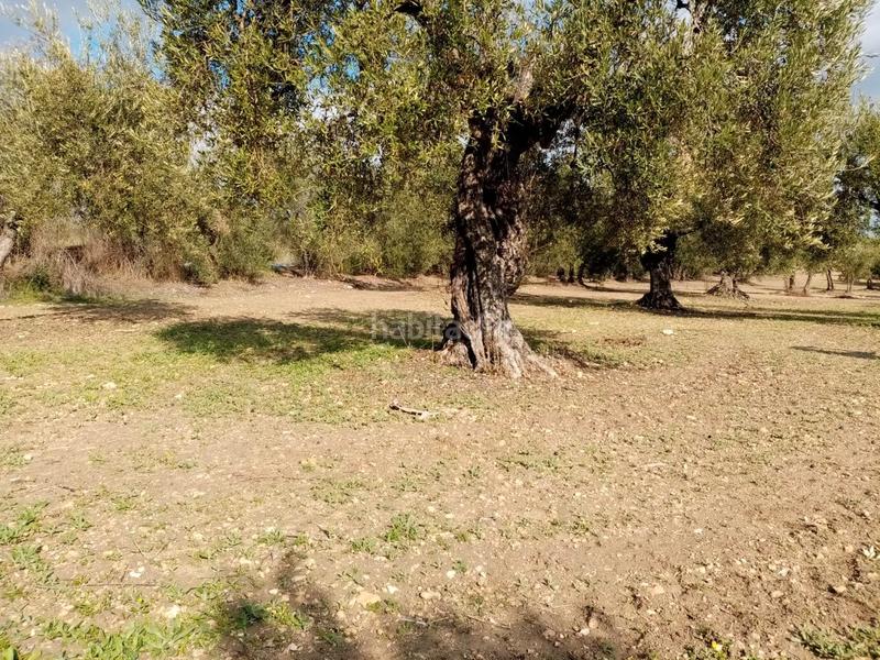 Foto 4f93470c-ad6b-4a1b-b706-676c1244972c. Finca rústica (sevilla). paraje "montefrange y molinilla ". polígono 5 en Arahal