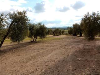 Propriété à Arahal. Arahal (sevilla). paraje "montefrange y molinilla ". polígono 5