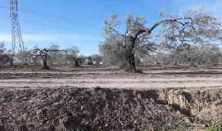 Propriété à Albaida del Aljarafe. Albaida del aljarafe (sevilla). paraje "el cortijuelo". polígono